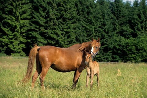 Arabian, horse, mare with foal