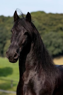 Friesian, Friesian horse