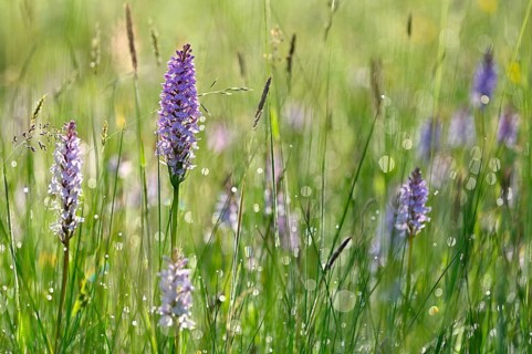 Moorland spotted orchid (Dactylorhiza maculata), flowering wild orchid, Lower Rhine, North