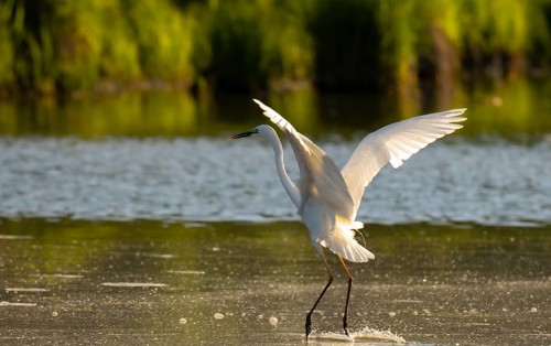 Great egret (Ardea alba), water, flight, Lower Austria