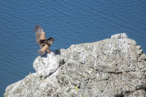 Griffon vulture (Gyps fulvus), Monfraguee National Park, Extremadura, Castilla La Mancha, Spain,