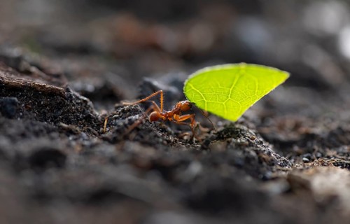 Leaf-cutter ant (Atta cephalotes) carrying a piece of leaf, rainforest, Tortuguero National Park,