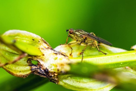 Yellow Dung Fly, Scathophaga stercoraria, fly on a leaf