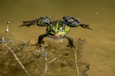 Green frog (Rana esculenta), Emsland, Lower Saxony, Germany, Europe