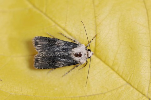 Agrotis puta or shuttle-shaped dart (Agrotis puta), North Rhine-Westphalia, Germany, Europe