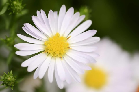 Smooth-leaved aster or Symphyotrichum novi-belgii (Aster novi-belgii, Symphyotrichum novi-belgii),