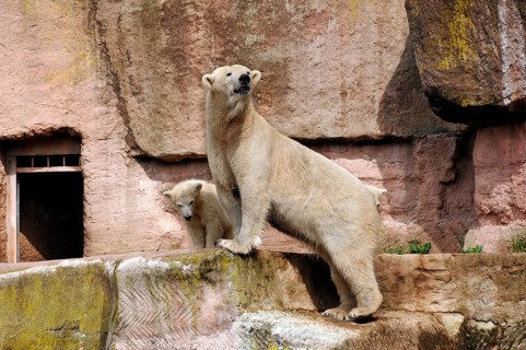 Polar bear mother with two young polar bears (Ursus maritimus) . Nuremberg Zoo, Am Tiergarten 30,