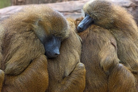 Guinea baboons, also known as sphinx baboons or guinea baboon (Papio papio), Nuremberg Zoo, Middle