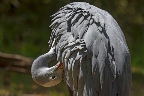Preening paradise crane (Anthropoides paradisea), Nuremberg Zoo, Middle Franconia, Bavaria,