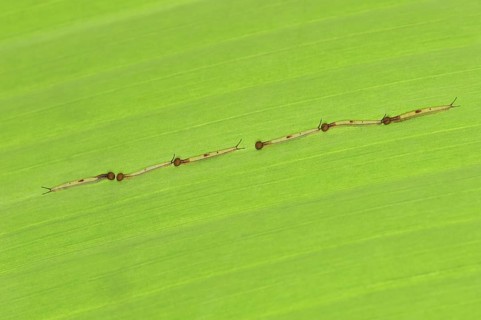 Banana butterfly or fat banana (Pale Owl), young caterpillars, captive, occurrence in South America