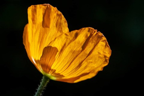 Welsh poppy (Meconopsis cambrica), flower, Emsland, Lower Saxony, Germany, Europe