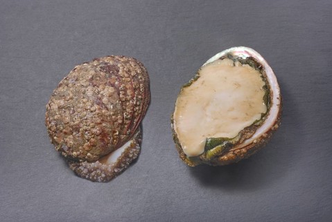 Two abalone shells, one whole and one halved, showcasing their rough exterior and glossy interior