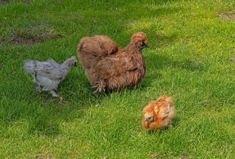 Silkie hen with chicks, Wittorf, Samtgemeinde Bardowick, Lower Saxony, Germany, Europe