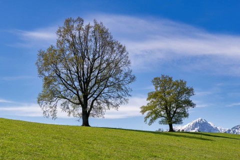 Common beeches (Fagus sylvatica) in spring, meadow, snow, Allgaeu, Ostallgaeu, Swabia, Bavaria,