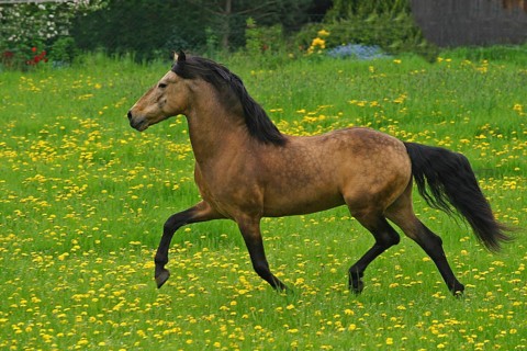 Andalusian, Andalusian horse, Spaniard