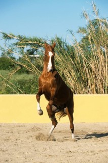 Arabian, horse, rising