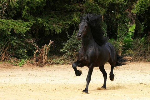 Friesian, Friesian horse