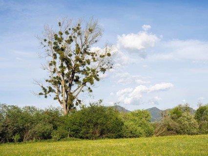Evening light, tree in a meadow at the edge of a forest, Ennstal, near Irdning, Styria, Austria,