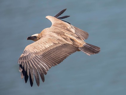 Griffon vulture (Gyps fulvus), Monfraguee National Park, Extremadura, Castilla La Mancha, Spain,