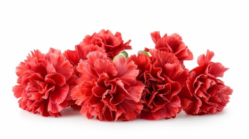 A lush bunch of red carnations with ruffled petals against a white background, AI generated