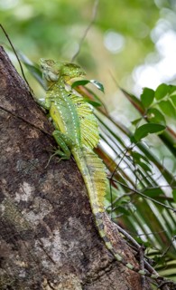 Plumed basilisk (Basiliscus plumifrons), adult male sitting on a tree trunk, Tortuguero National