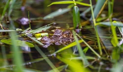 Northern spectacled caiman (Caiman crocodilus) lying in the water, with head above water, juvenile,