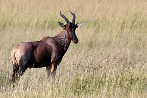 Topi (Damaliscus jimela), adult, Serengeti National Park, Tanzania, Africa