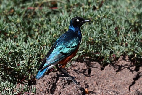 Superb Starling (Lamprotornis superbus), Serengeti National Park, Tanzania, Africa