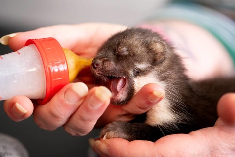 Beech marten (Martes foina), practical animal welfare, young animal receives milk with a bottle in