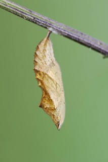 Small tortoiseshell (Nymphalis urticae, Aglais urticae), pupa, North Rhine-Westphalia, Germany,