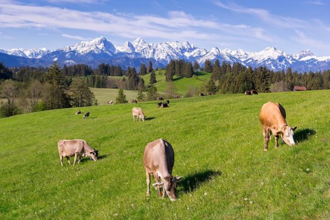 Dairy cows on a pasture, snow-covered mountains, hiking area, forest, trees, Allgaeu Alps, near