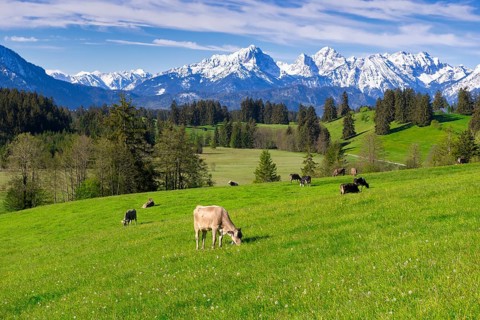 Dairy cows on a pasture, snow-covered mountains, hiking area, forest, trees, Allgaeu Alps, near