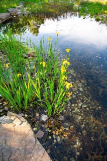 Yellow iris (Iris pseudacorus), by a pond in a natural garden, practical nature conservation,