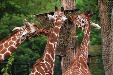 Three reticulated giraffes, Giraffa camelopardalis reticulata, eating from a basket hanging high in