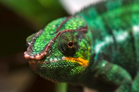 Panther Chameleon, terrarium in the Nuremberg Zoo, Nuremberg, Middle Franconia, Bavaria, Germany,