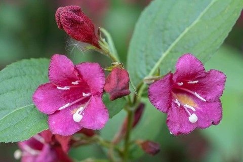 Weigelas (Weigela), flowers, Emsland, Lower Saxony, Germany, Europe