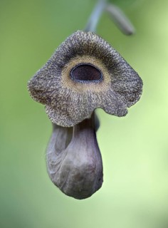 Dutchman's pipe (Aristolochia macrophylla), flower, Emsland, Lower Saxony, Germany, Europe