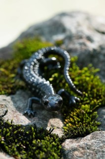 Alpine salamander (Salamandra atra), on stone with moss, Hohenschwangau, Allgaeu, Bavaria