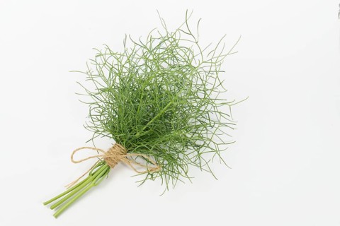 Bunch of fennel tied with hemp string insulated on a white background and copy space
