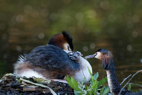 A resting great crested grebe (Podiceps ribbonfish) on the nest with two chicks, feeding scene,