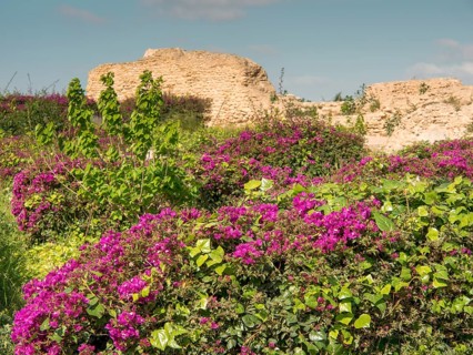 Blooming purple bushes and green plants in front of ancient ruins in sunny weather, Purple flowers