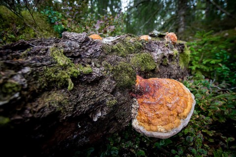 Tree sponge, mossy tree trunk lying on the ground, Sweden, Europe