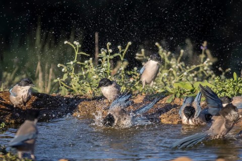 Blue starling (Cyanopica cooki) bathing, Extremadura, Castilla La Mancha, Spain, Europe