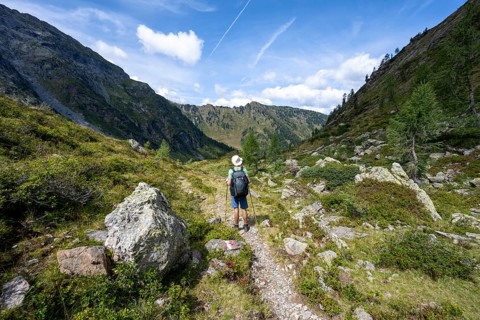 Mountaineer on a hiking trail, mountain landscape with green meadows and larches, Obergailtal,
