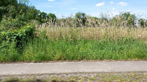 Roadside with tall grass and wild plants next to a flagstone path, flowering strip, field edge,