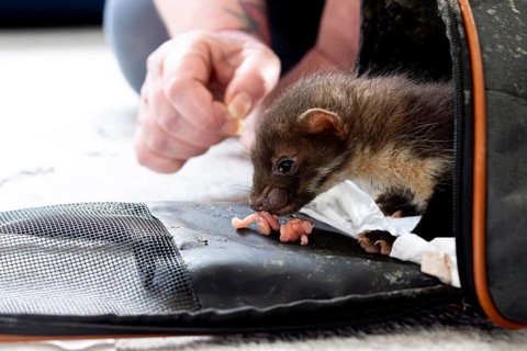 Beech marten (Martes foina), practical animal welfare, young animal gets its first food in a