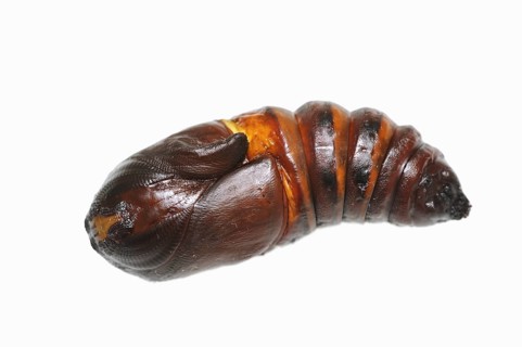 Indian luna moth (Actias selene), pupa against a white background, captive, occurrence in Asia