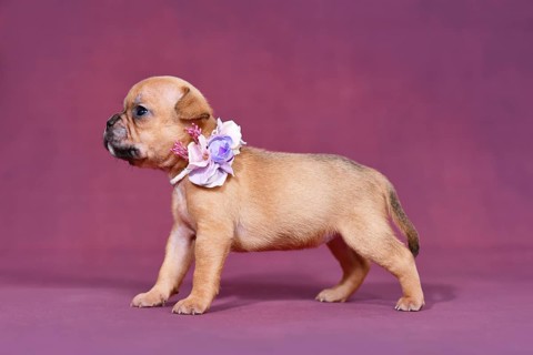 Four weeks young red fawn French Bulldog puppy with healthy long nose and tail