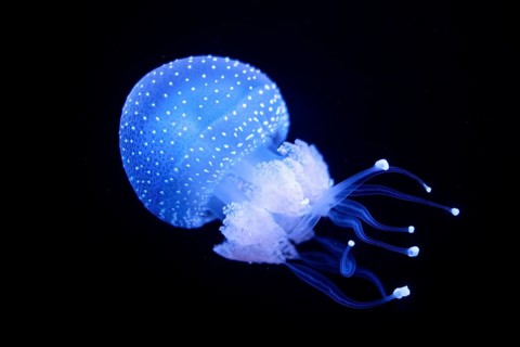 Tropical Jellyfish Phyllorhiza punctata white-spotted jellyfish aka floating bell, Australian