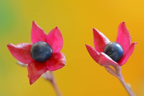 Japanese clerodendrum or Chinese clerodendrum (Clerodendrum trichotomum), fruiting stem, native to